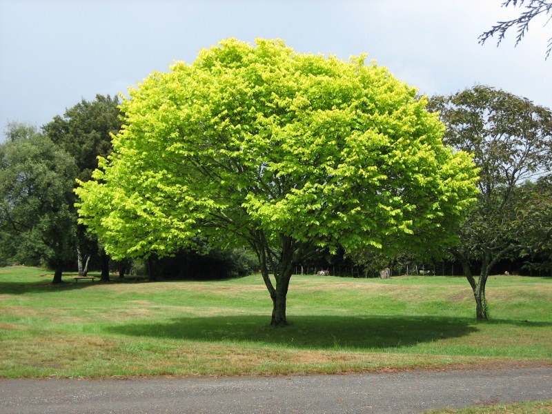 Well-designed homes can consume as well as generate resources, much like a tree.