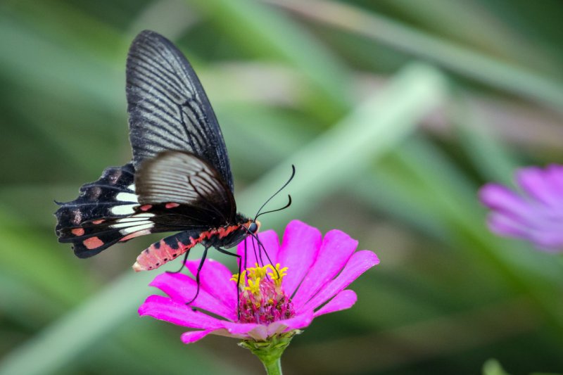 Image of Common Rose Butterfly on nature background. Insect Animal (Pachliopta aristolochiae goniopeltis Rothschild, 1908)