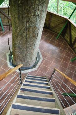 The&nbsp;stairwell in the&nbsp;El Castillo Mastate house was built around the tree.
