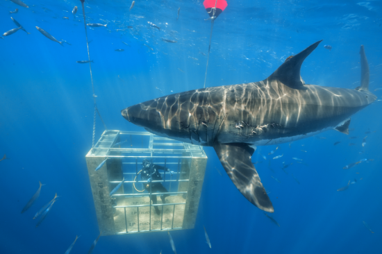 Visitors to the LP Building Solutions booth will be able to experience a VR simulation of the LP Legacy Tested Extreme shark diving expedition.